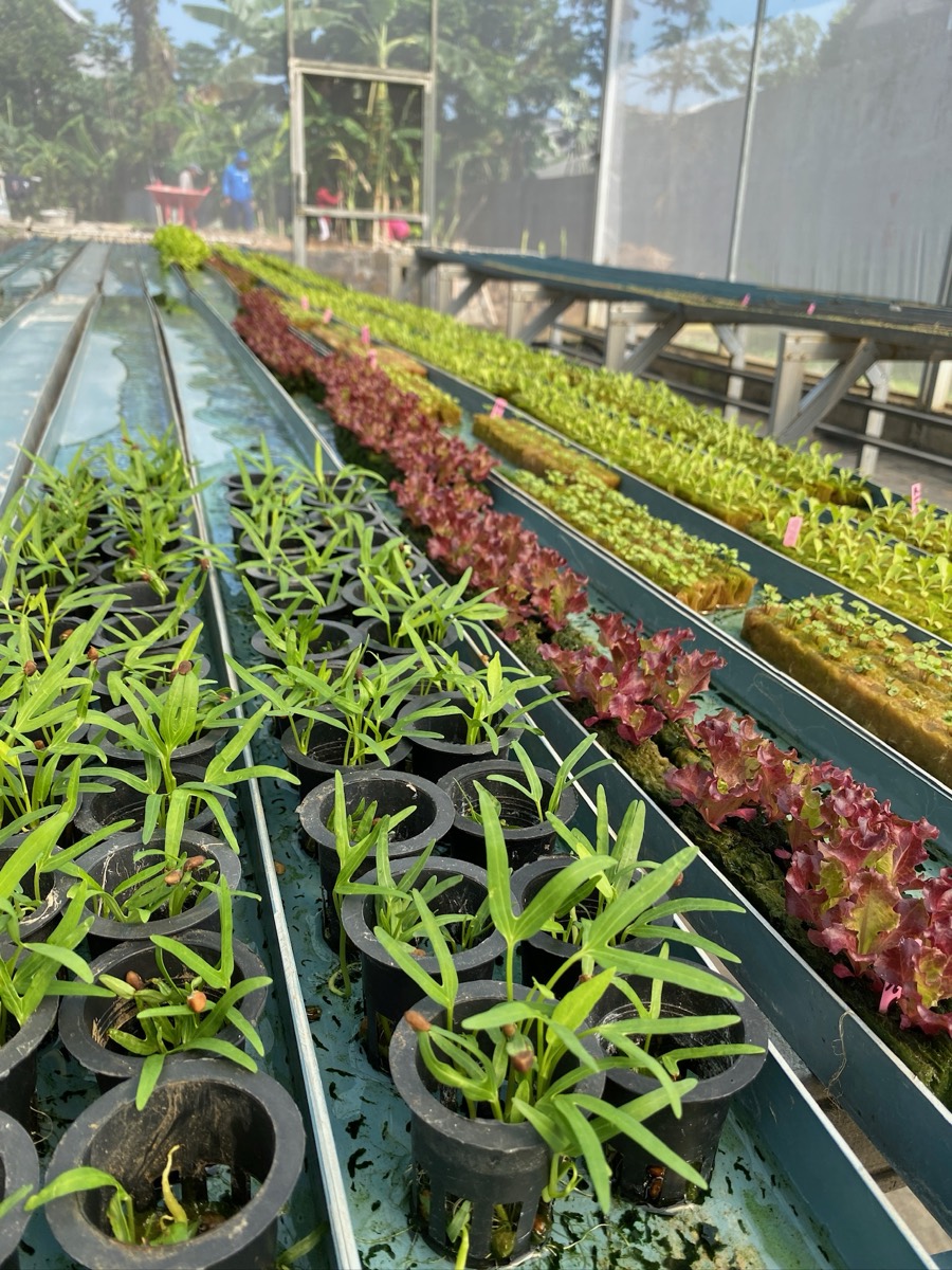 FLORIN greenhouse gallery