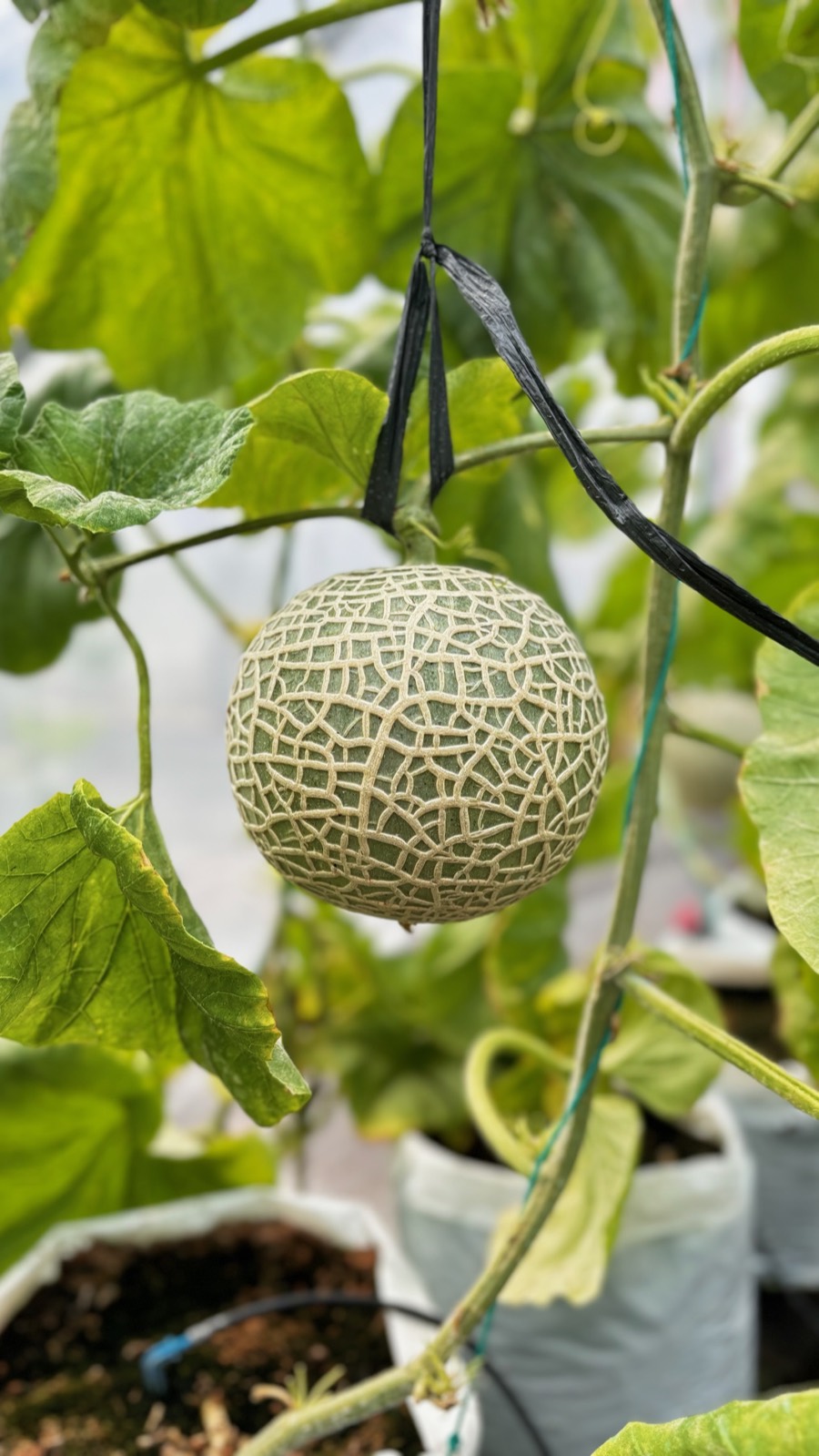FLORIN greenhouse gallery