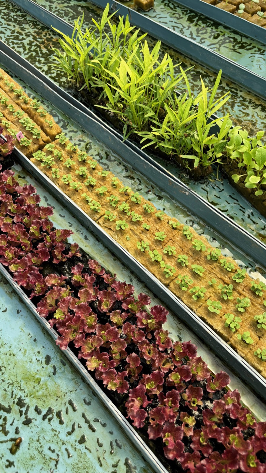 FLORIN greenhouse gallery