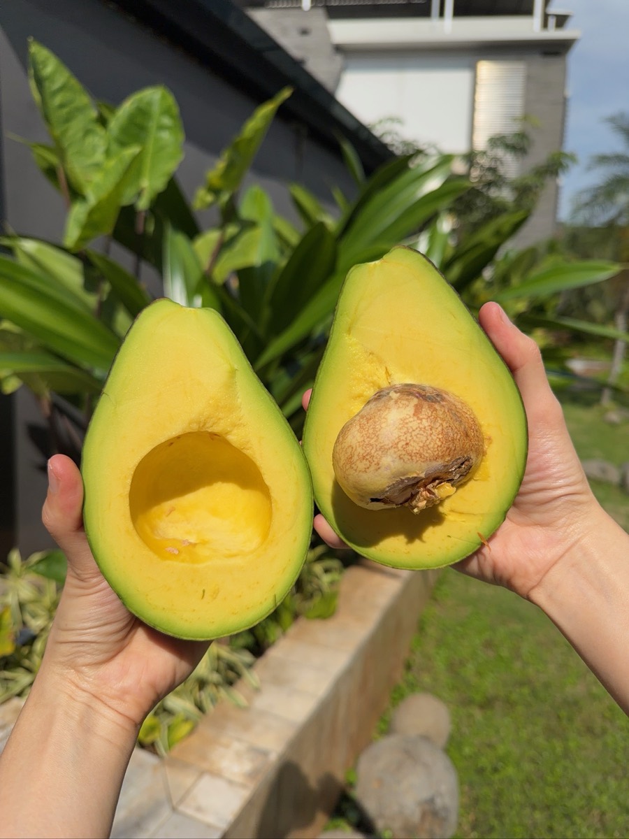 Fresh avocado