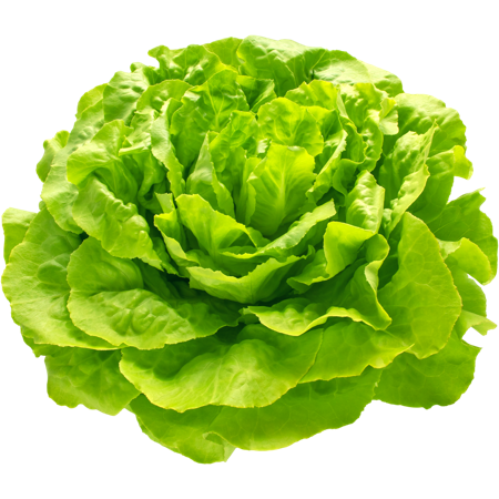 Butterhead lettuce