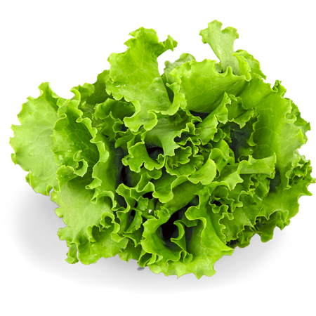 Curly lettuce