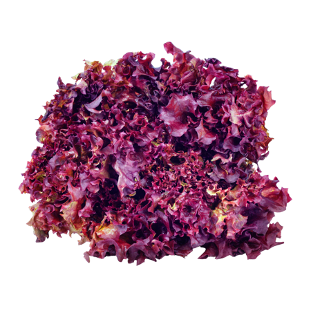 Lolorossa lettuce