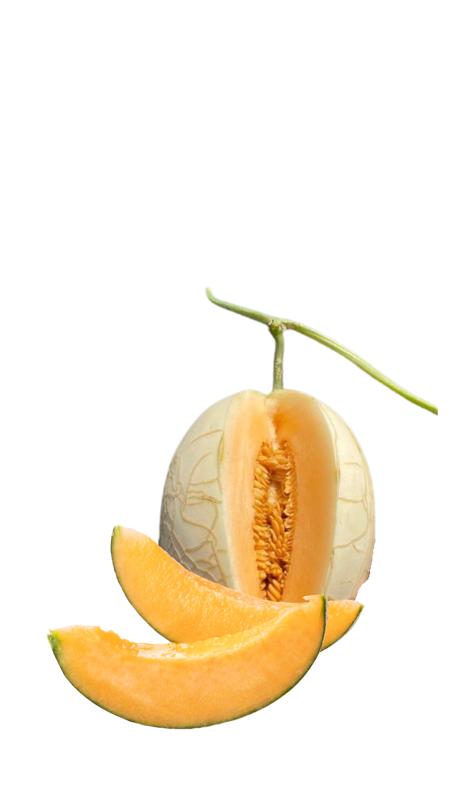 Melon Sweetnet