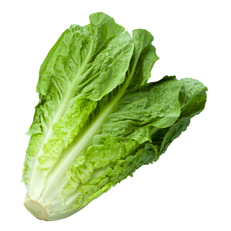 Romaine lettuce