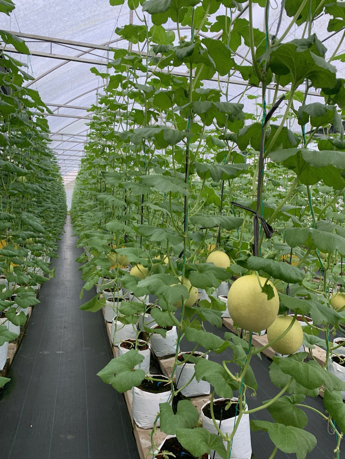 Melon greenhouse