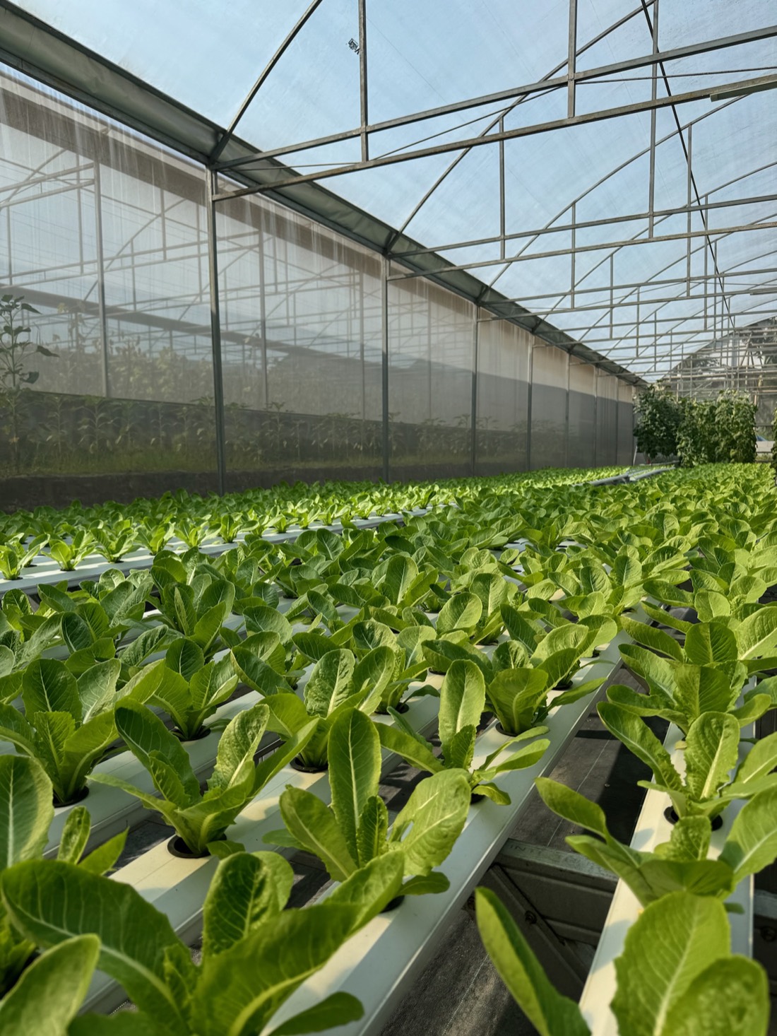 Vegetable greenhouse