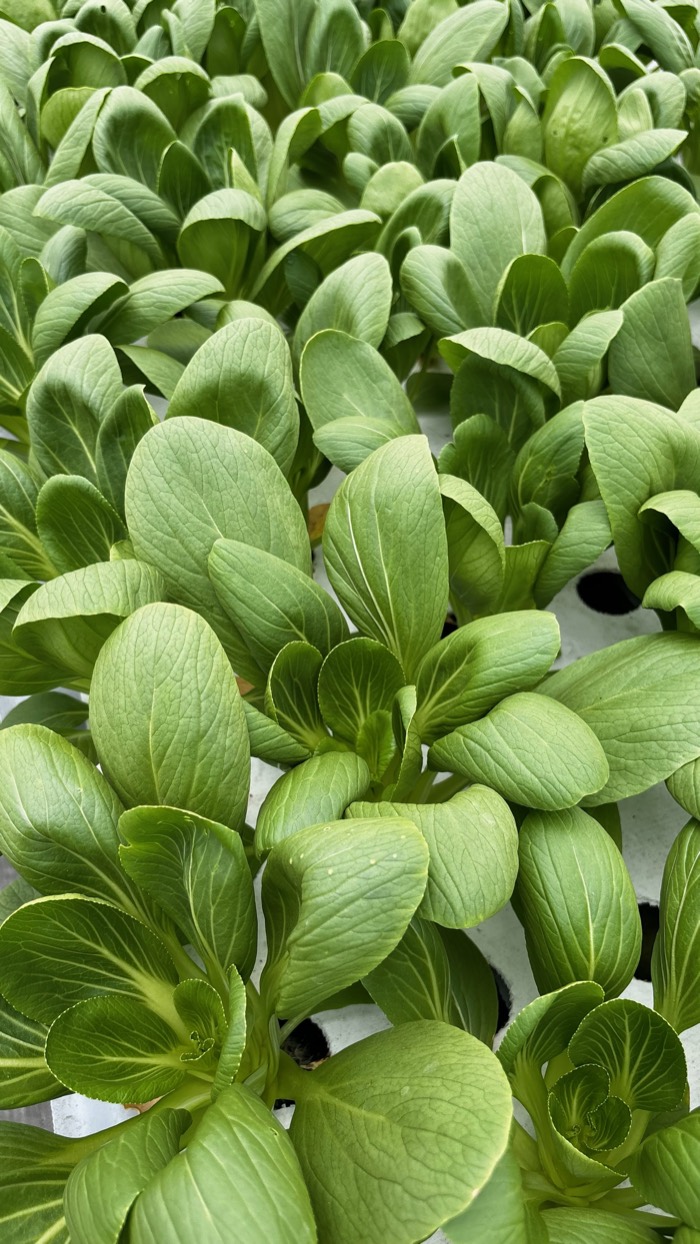 Hydroponic Pak Coy