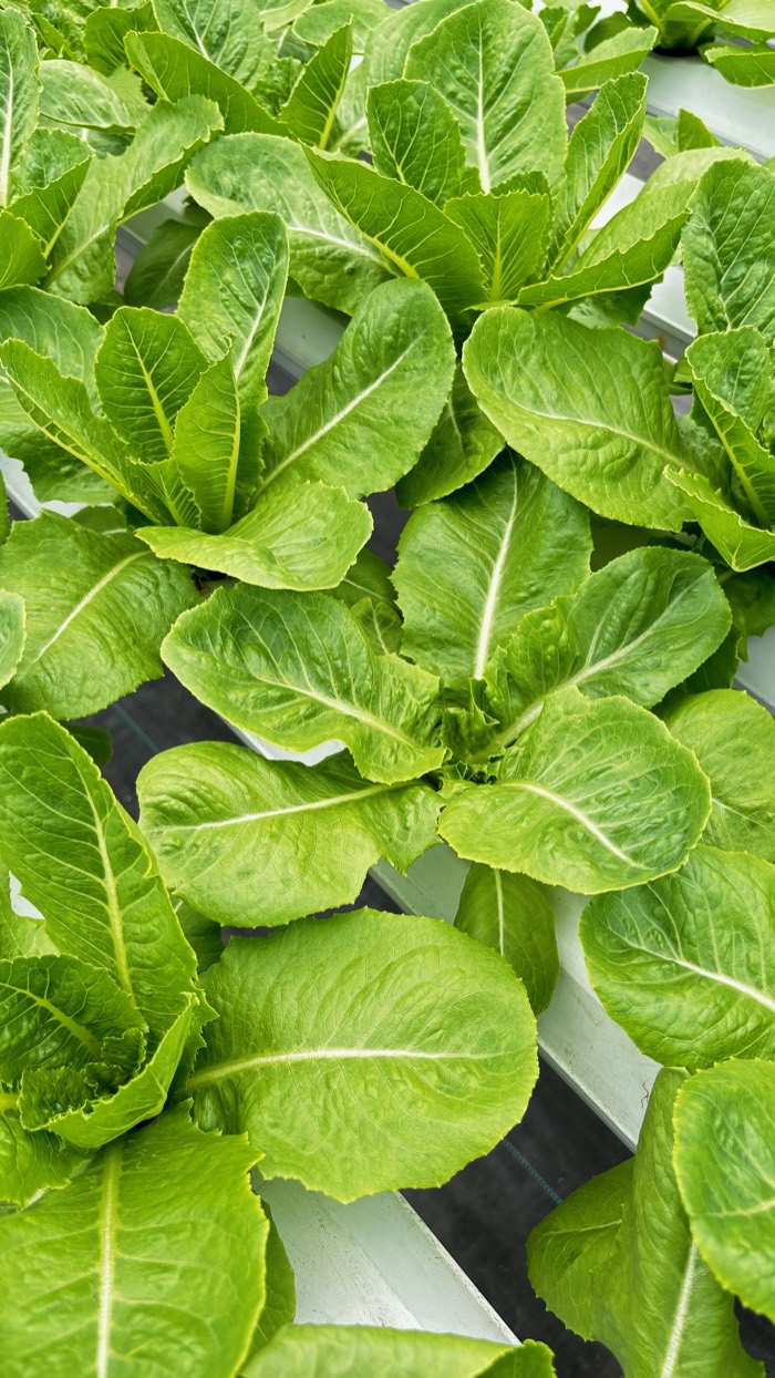 Hydroponic Romaine Lettuce